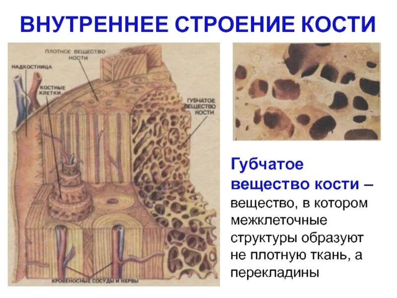 На рисунке изображено строение кости. Строение компактного и губчатого вещества кости. Губчатая костная ткань строение. Губчатая кость губчатое вещество. Губчатая кость строение рисунок.