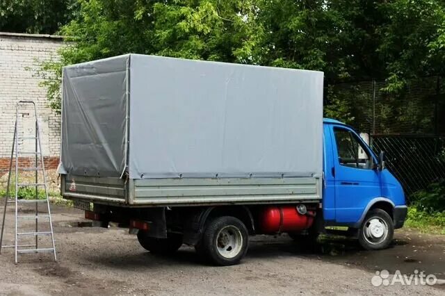 Картинки КРЫТАЯ ГАЗЕЛЬ