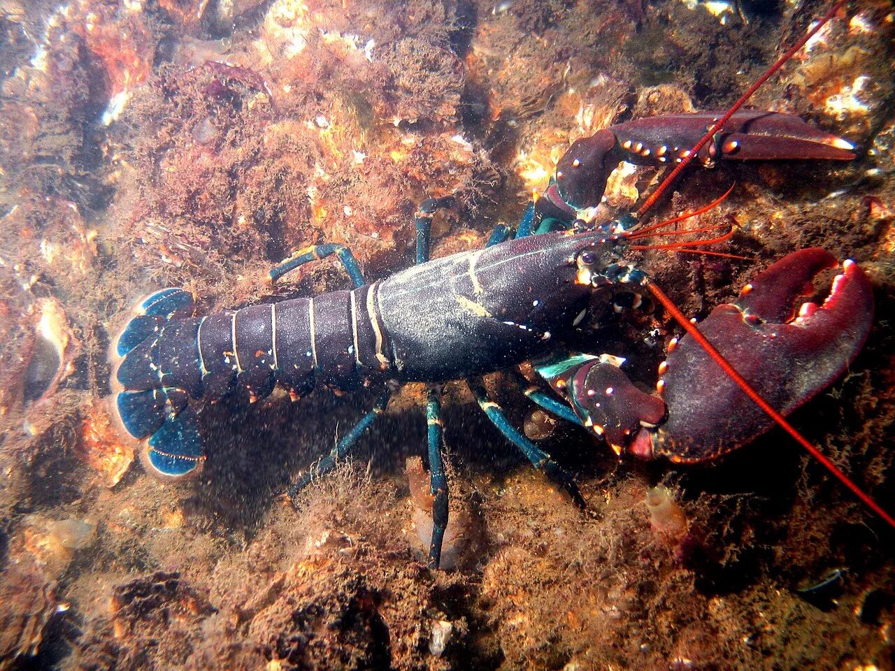 Омар. Омар ракообразное. Homarus Gammarus. Американский Омар (лобстер). Рак виды животных