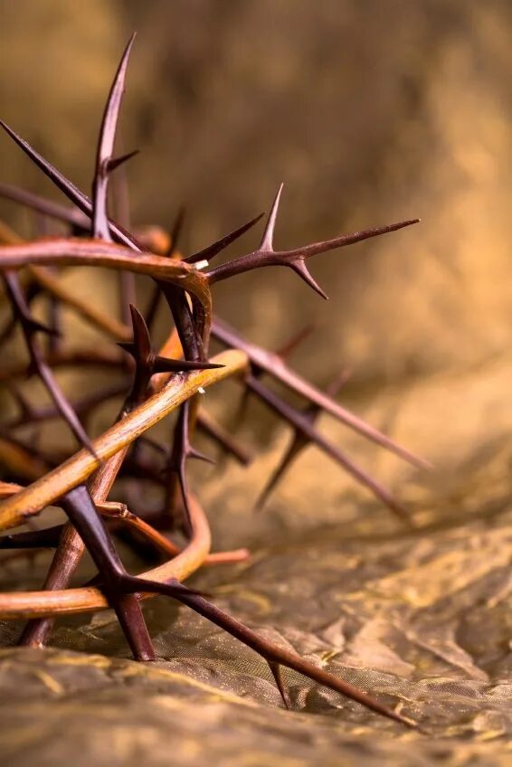 Thorny path. Thorny path. Without thorns. Without thorns. Without thorns.