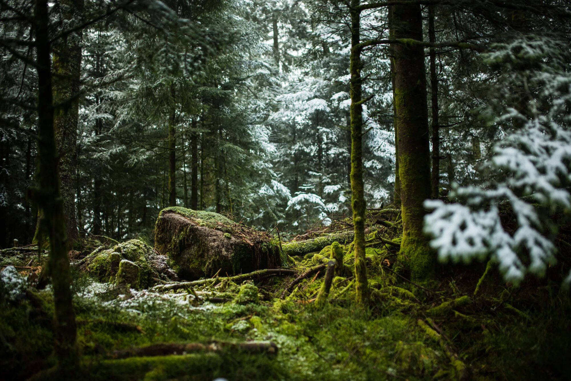 Дикий хвойный. Форест-Гроув штат Вашингтон. Temperate coniferous Forest. Дикий лес. Дикий хвойный лес.