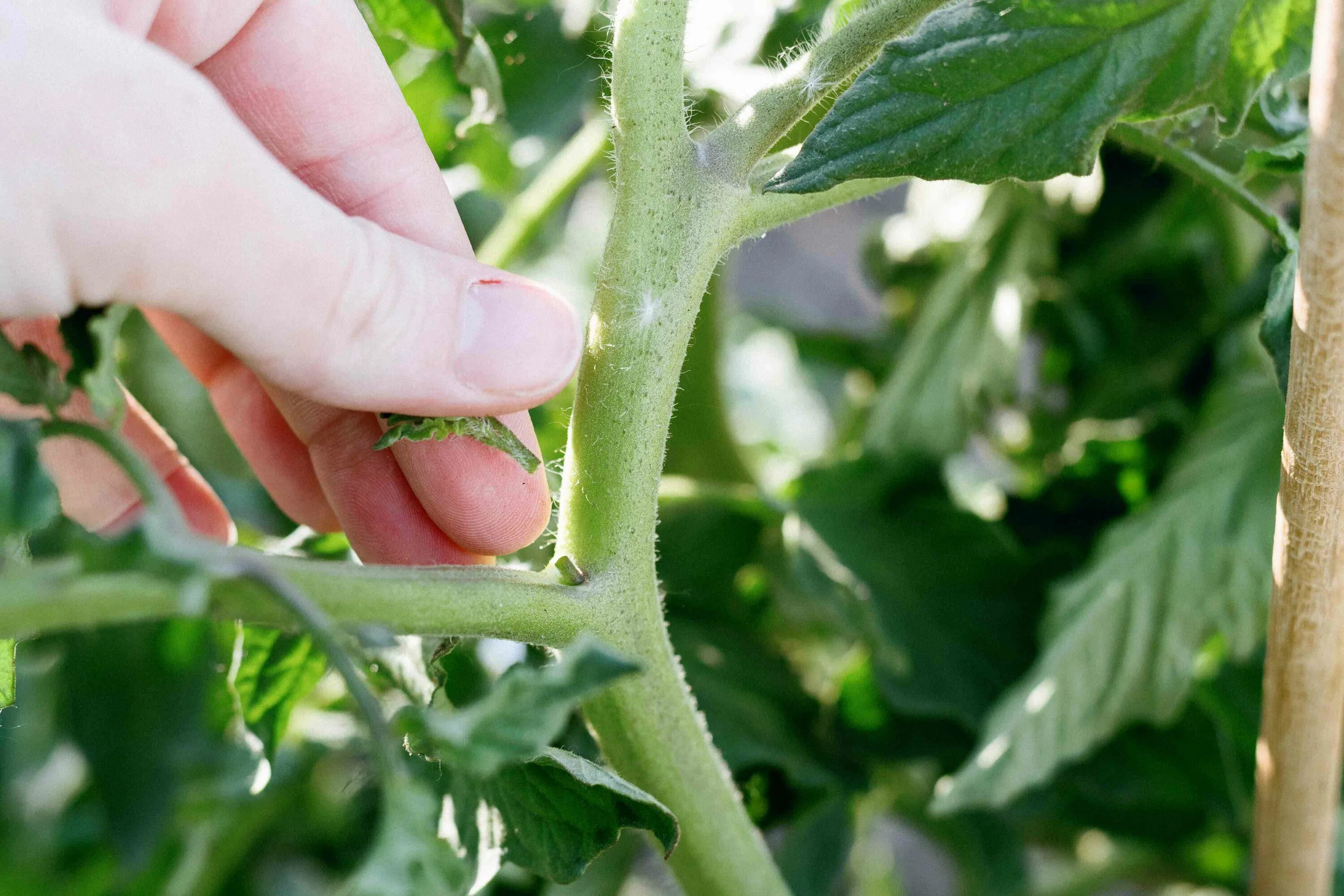 Staking tomatoes brings benefits, responsibilities