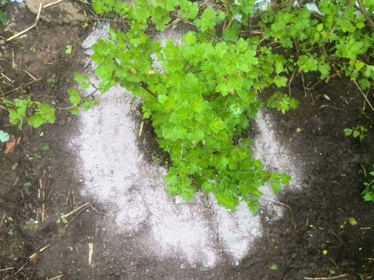 Чем подкормить кусты смородины и крыжовника. Золы крыжовника. подкормки смородина крыжовник. удобрение крыжовника. внесение удобрений под кусты.
