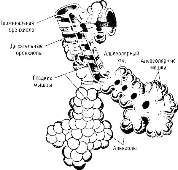 Терминальные бронхиолы. Строение легочного ацинуса. терминальные бронхиолы строение. ацинус и альвеолы анатомия. бронхиолы ацинус.