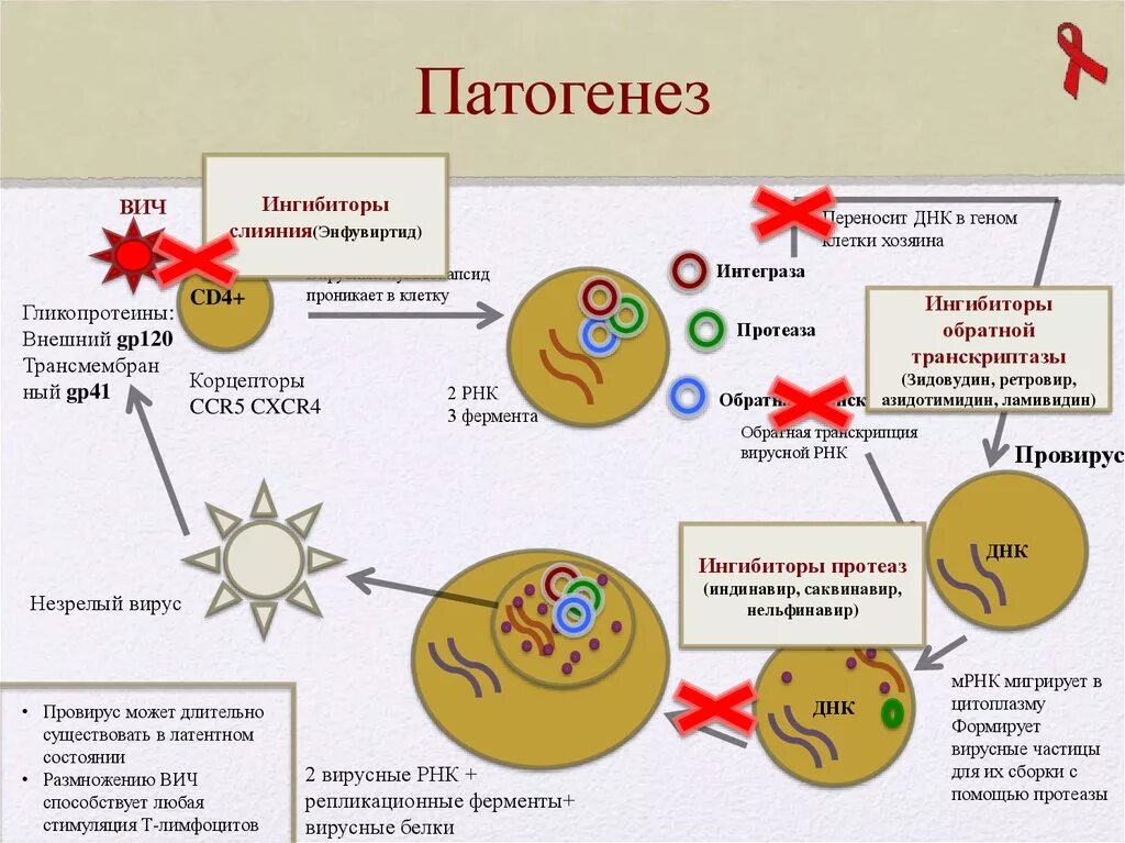 Патогенез коронавирусной инфекции схема. Патогенез развития ВИЧ. Патогенез коронавирусов микробиология. Патогенез ВИЧ инфекции кратко. Поражаемые структуры спида