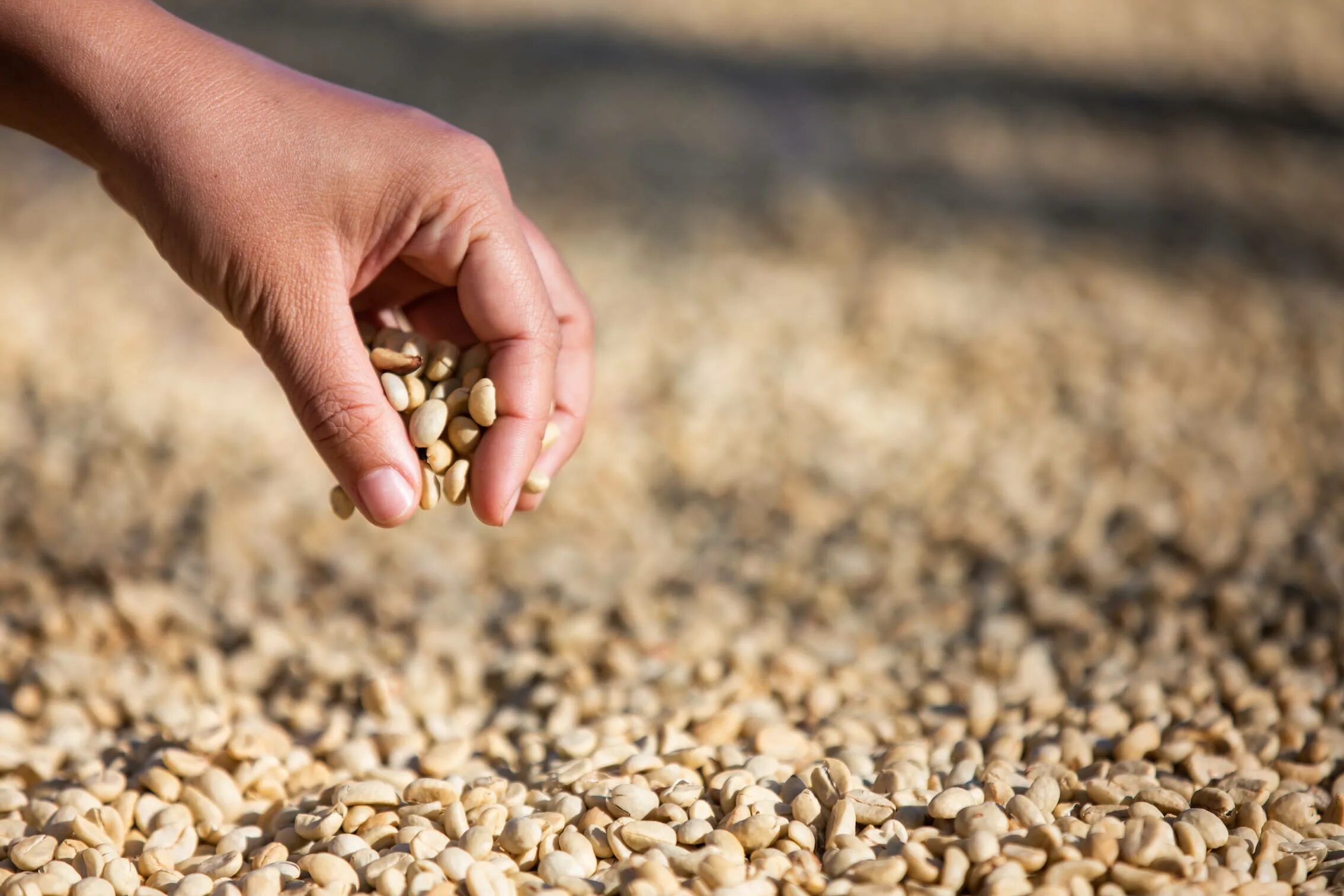 Зерно в руках. Семена масличных культур без фона. Терруар кофе. Причины полегания зерновых культур.