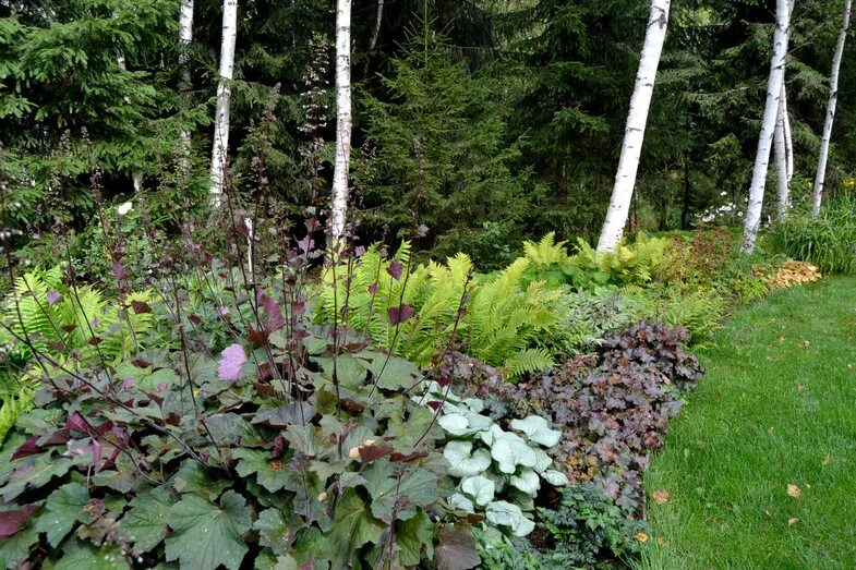 под тенью березы. под березой в тени. тенистые сады в ландшафтном дизайне. под березой. двойная береза.