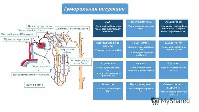 Как происходит регуляция работы почек