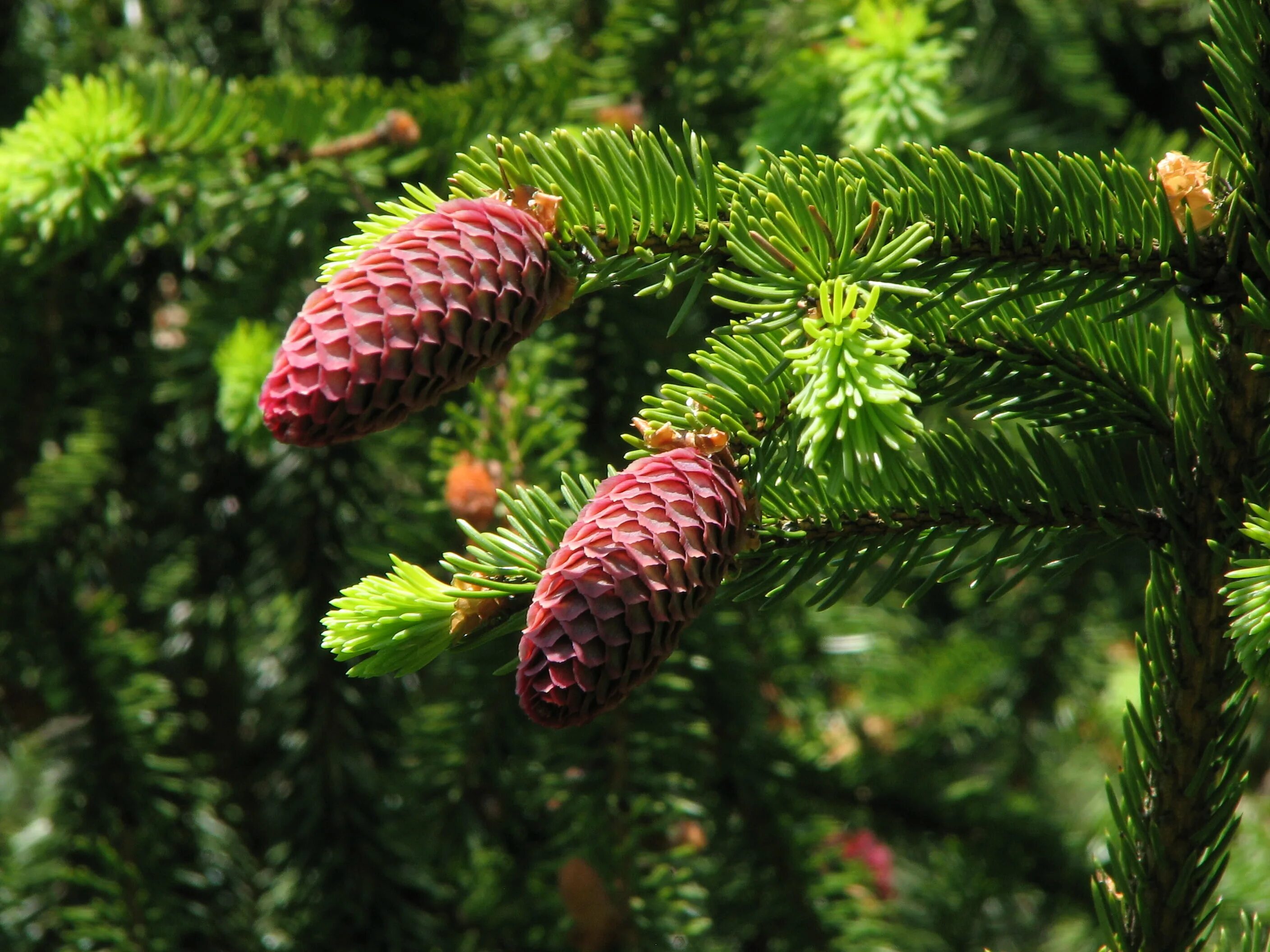 Ель обыкновенная шишки. Picea engelmannii шишки. Ель Аянская Picea ajanensis. Picea engelmannii Cones. Ель обыкновенная шишка.