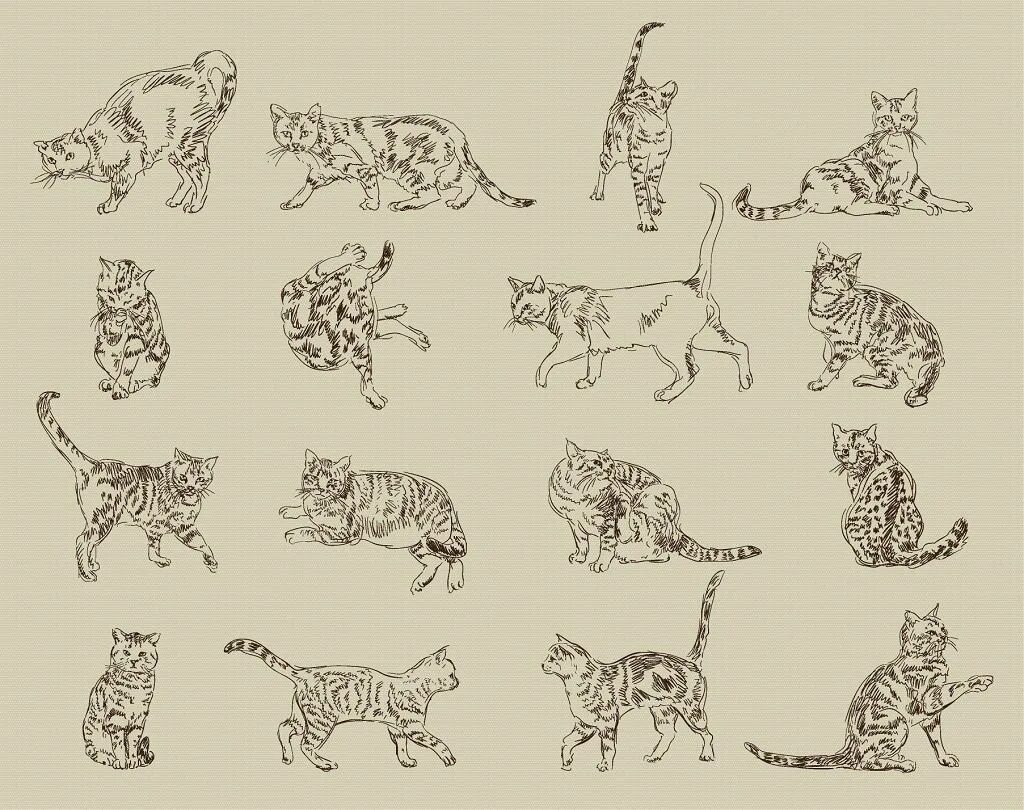 Коты в разных позах. Кошки в разных позах. позы котов. кошачьи позы для рисования. поза кошки.
