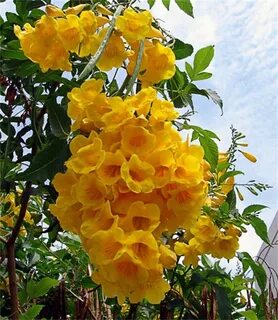 Yellow elder