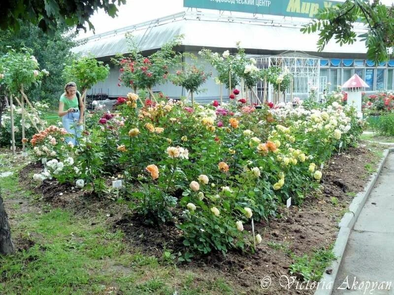 мир увлечений садовый центр интернет