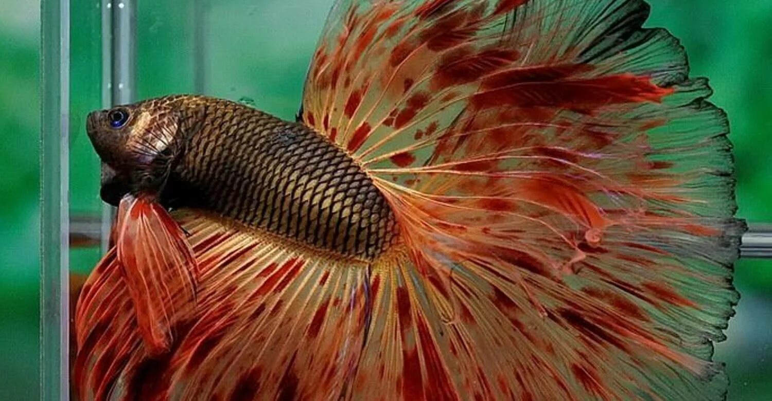 Рыбка Бетта петушок гигант. Петушок коронохвостый аквариумная рыбка. Рыбка петушок коронохвостый красный. Петушок самка вуалевая.