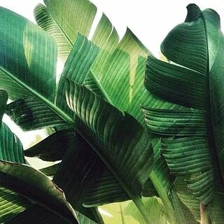 Tropical plant