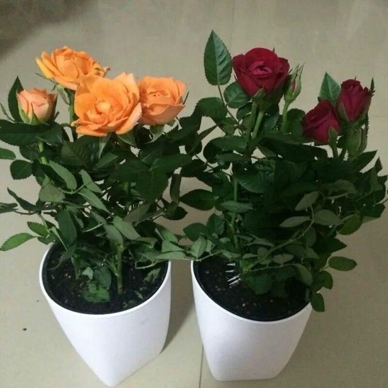 кордана уход после покупки. кордана уход после покупки. кордана уход после покупки. родина розы кордана. уход за комнатной розой в горшке.