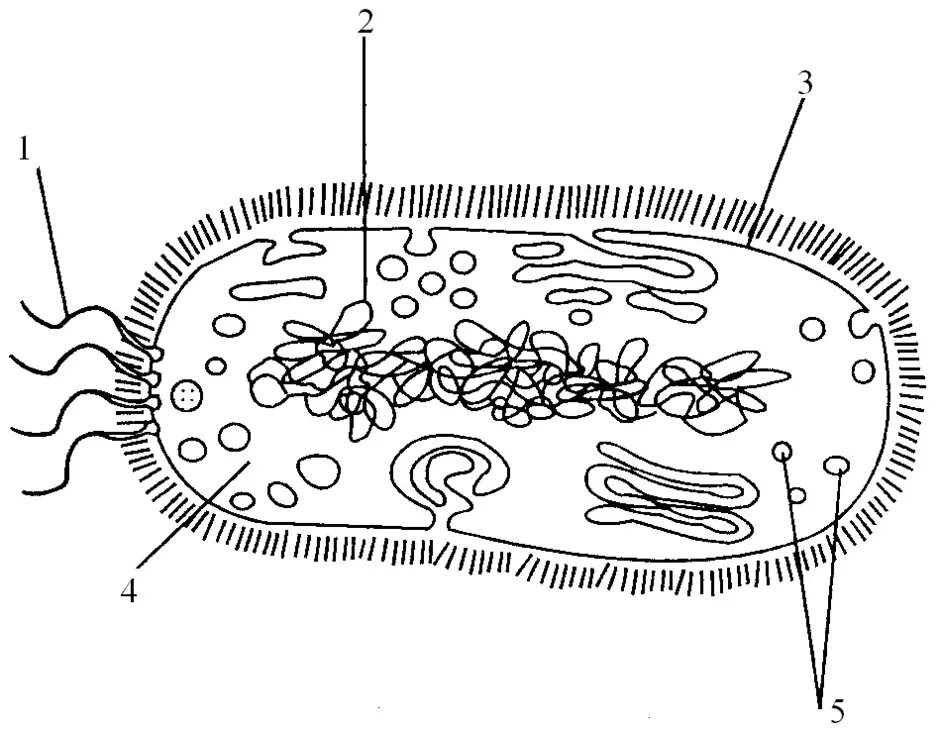 На каком рисунке изображена клетка бактерий. Прокариотическая клетка бактерии строение. Строение бактериальной клетки биология. Строение бактериальной клетки клетки. Строение бактериальной клетки без подписей.