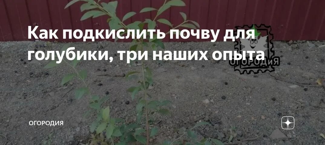 Подкислить почву для голубики. Чем подкислить грунт для голубики. Как закислить почву для голубики на даче. Грунт для голубики 10 литров.