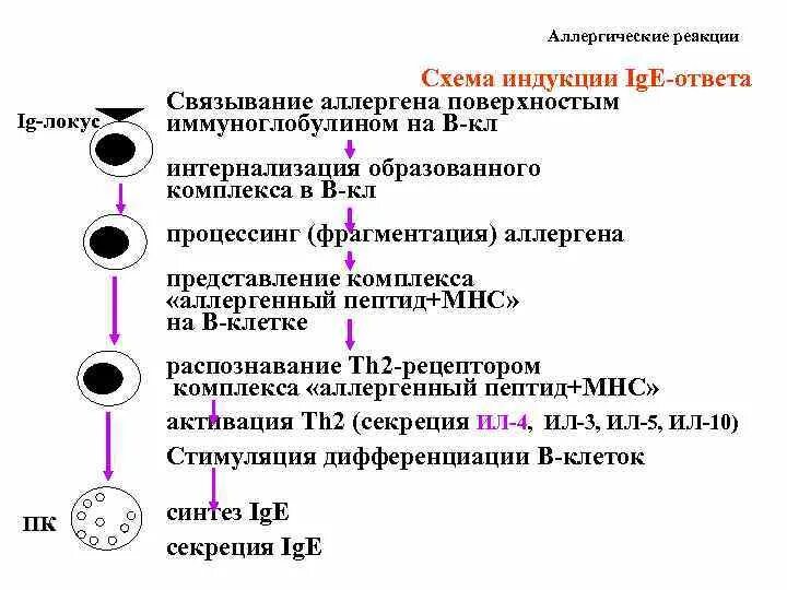 Схема развития клеточно опосредованной аллергической реакции Схема гиперчувствительности 2 типа
