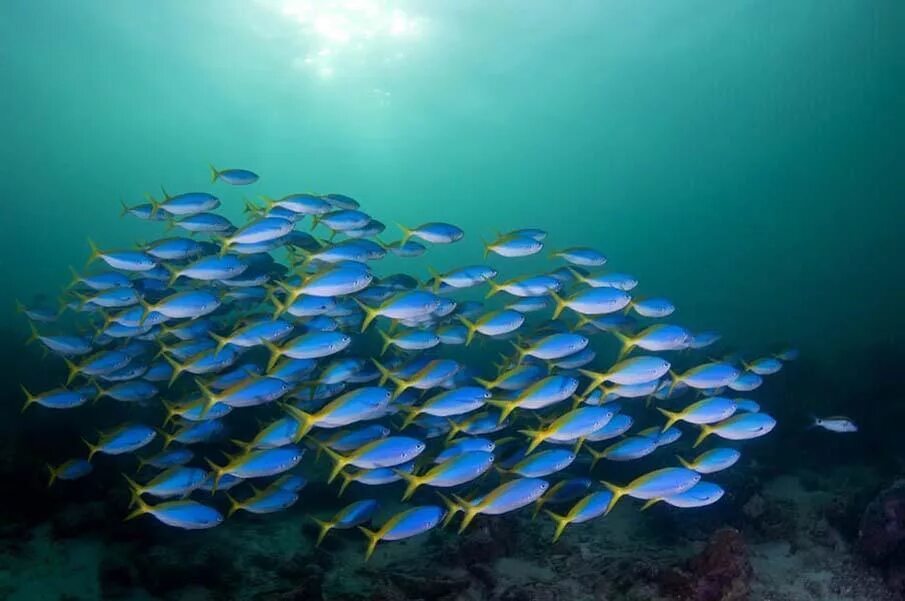 Про рыб океана. Большой Барьерный риф Австралия рыбы. Стая рыб. Стайка рыбок. Стая рыб в море.