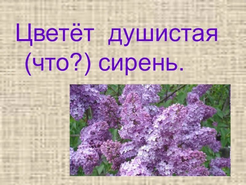 Сирень составить слова. Цветет душистая сирень. Предложение с душистая сирень. Расцвела душистая сирень. Благоухающая сирень.