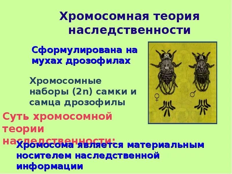 Положениями хромосомной теории наследственности является. 3. Хромосомная теория наследственности. Хромосомная теория т Моргана 10 класс. Теория наследственности Моргана. Хромосомная теория наследственности Моргана.