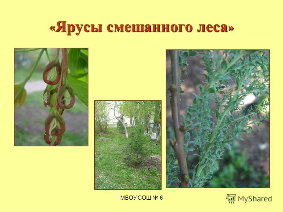 Ярусность тайги растения. Ярусы смешанного леса. Ярусность лесного биоценоза. Ярусы смешанных лесов. 6 ярус леса.