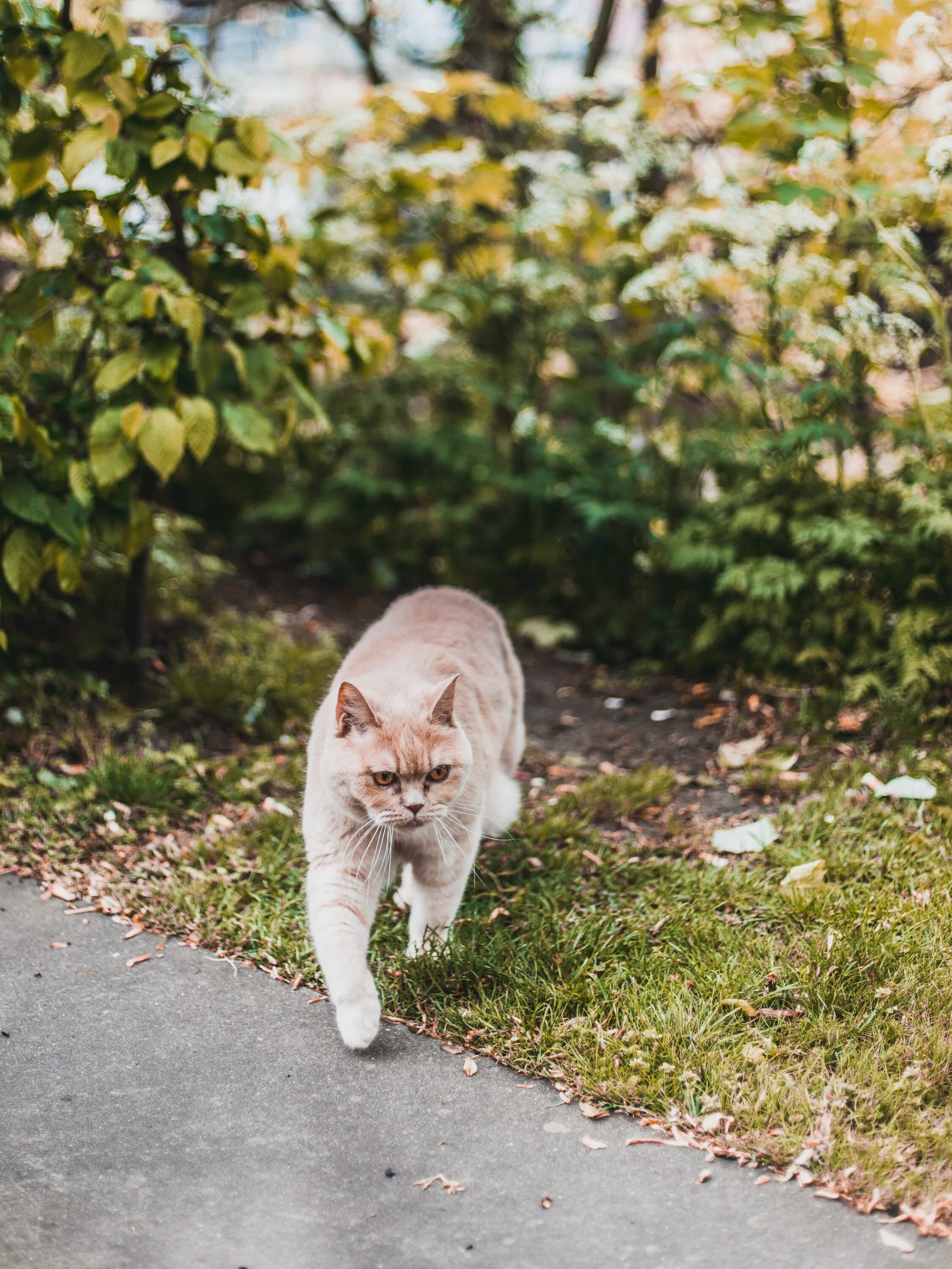 Кошечка гуляет. Кот гуляет. Котик на улице. Котики на природе. Коты гуляют.