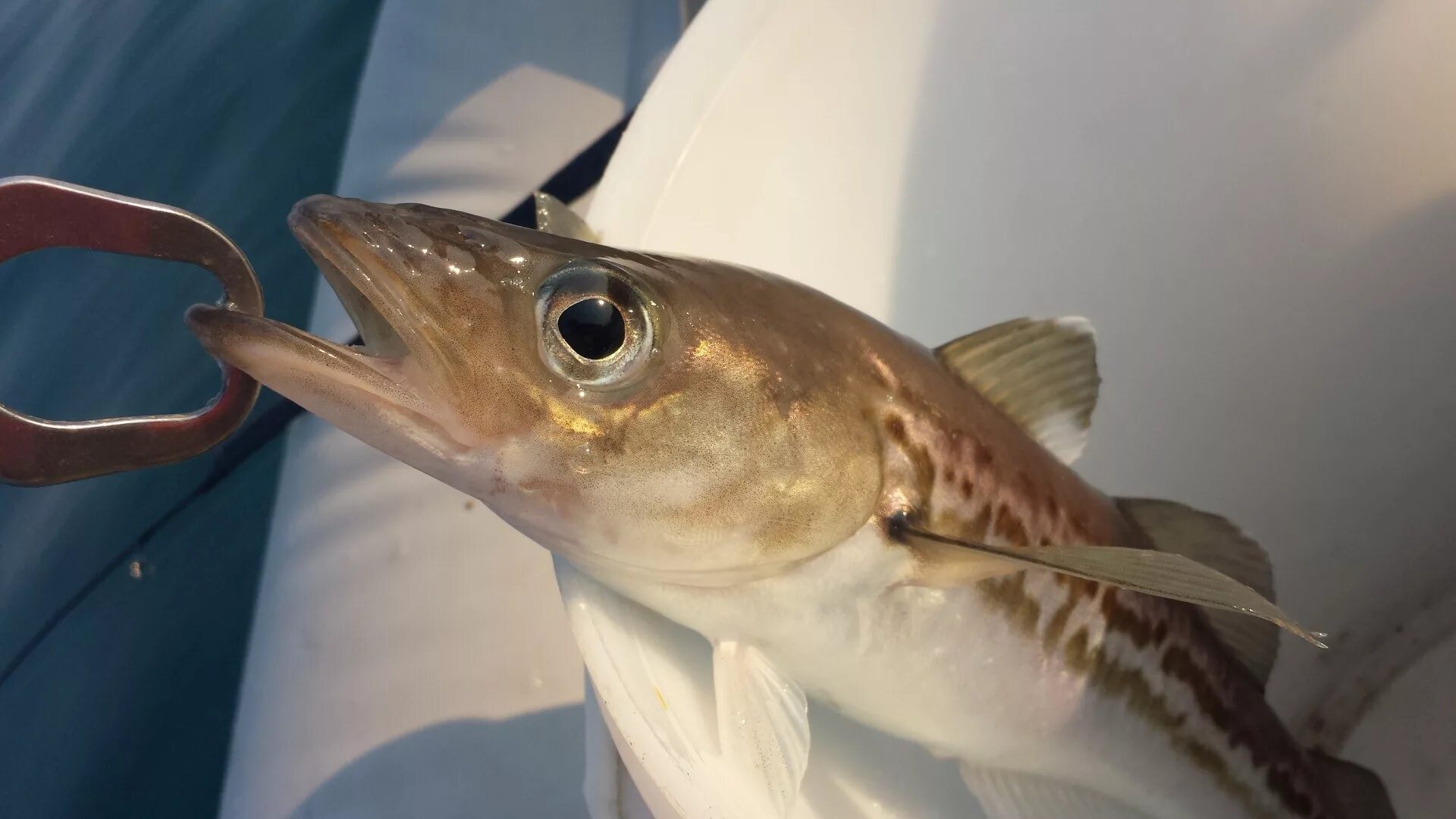 пилкер для ловли окуня терпуга. снасть для ловли минтая. ловлю минтая. минтай рыбалка. пилькеры на лосося.