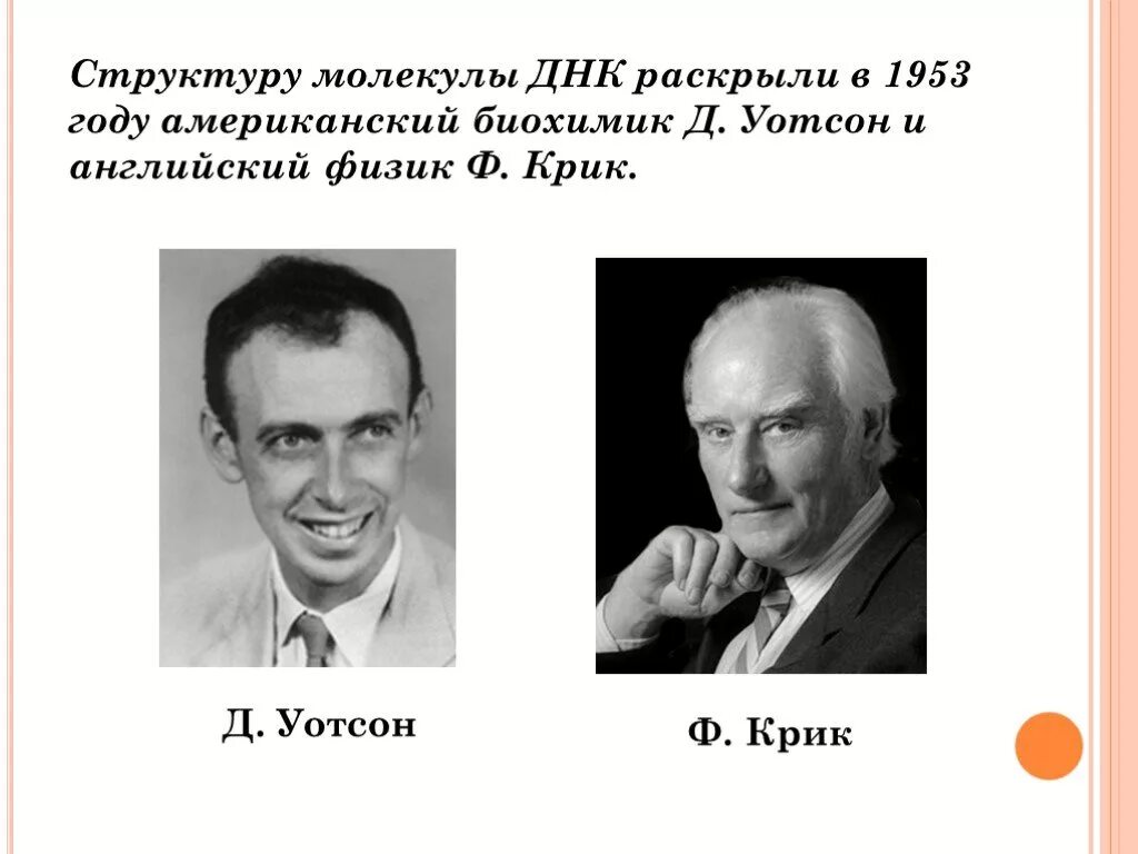 Д Уотсон и ф крик вклад в биологию. 1953 Уотсон и крик. Дж Уотсон и ф крик ДНК. Дж крик