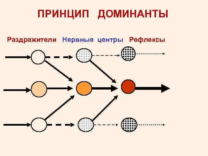 Роль доминанты. Принцип Доминанты Ухтомского. Доминанта в физиологии. Принцип Доминанты физиология. Принцип Доминанты возбуждения в ЦНС.