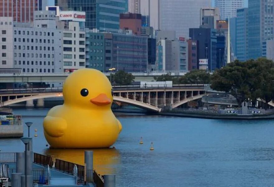 Гигантская уточка. Сдутая утка. Rubber Duck. Giant Rubber Duck.