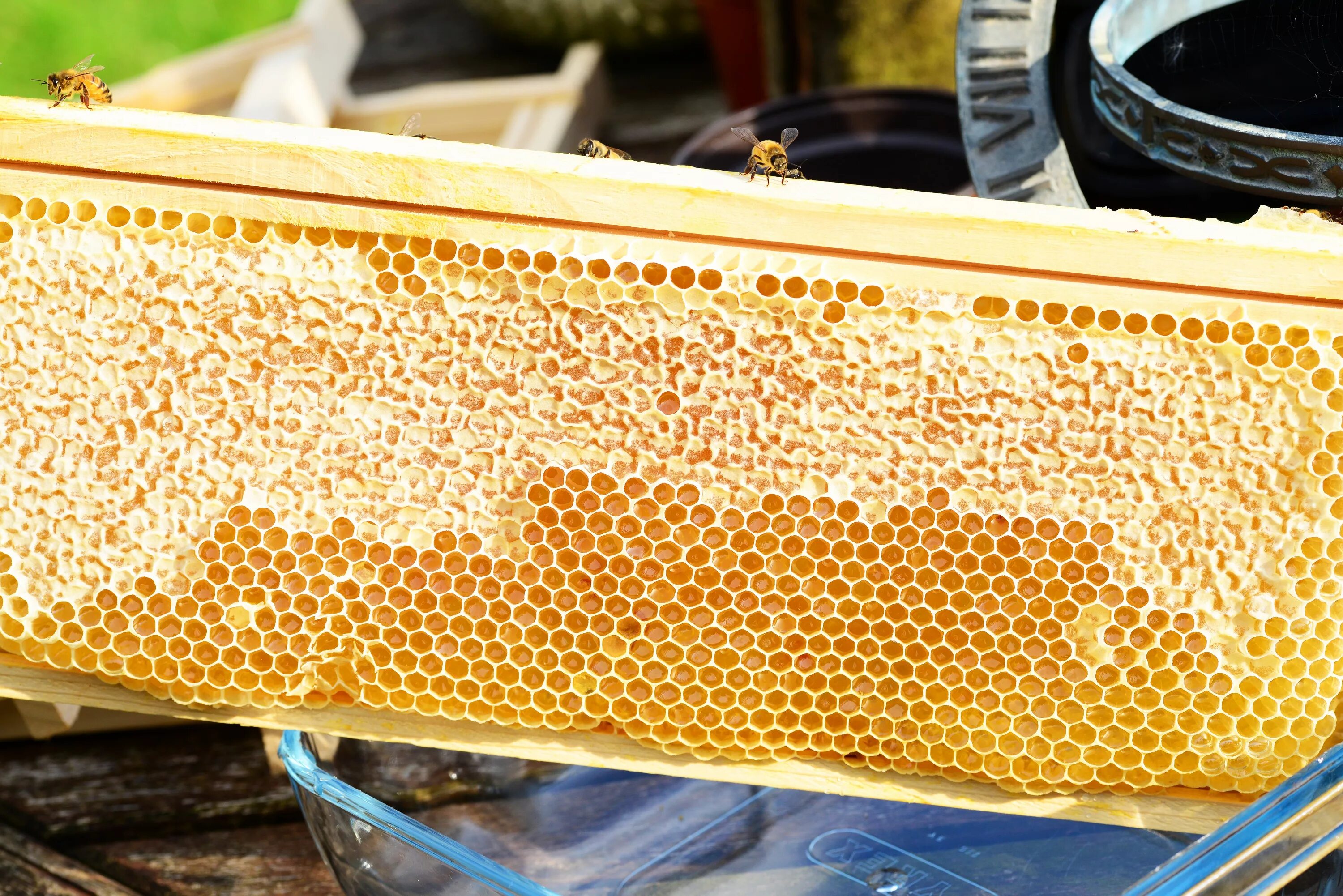 Белорусское пчеловодство belarusian beekeeping. Улей продукты. Улей продукты. Пасека медовый рай горный алтай. Пасека соты.
