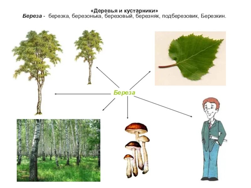 Березка однокоренные. Берёзка дерево кустарник. Береза Березняк подберезовик. Береза части дерева. Береза-Березка-березонька-подберезовик-Березняк-березовый.