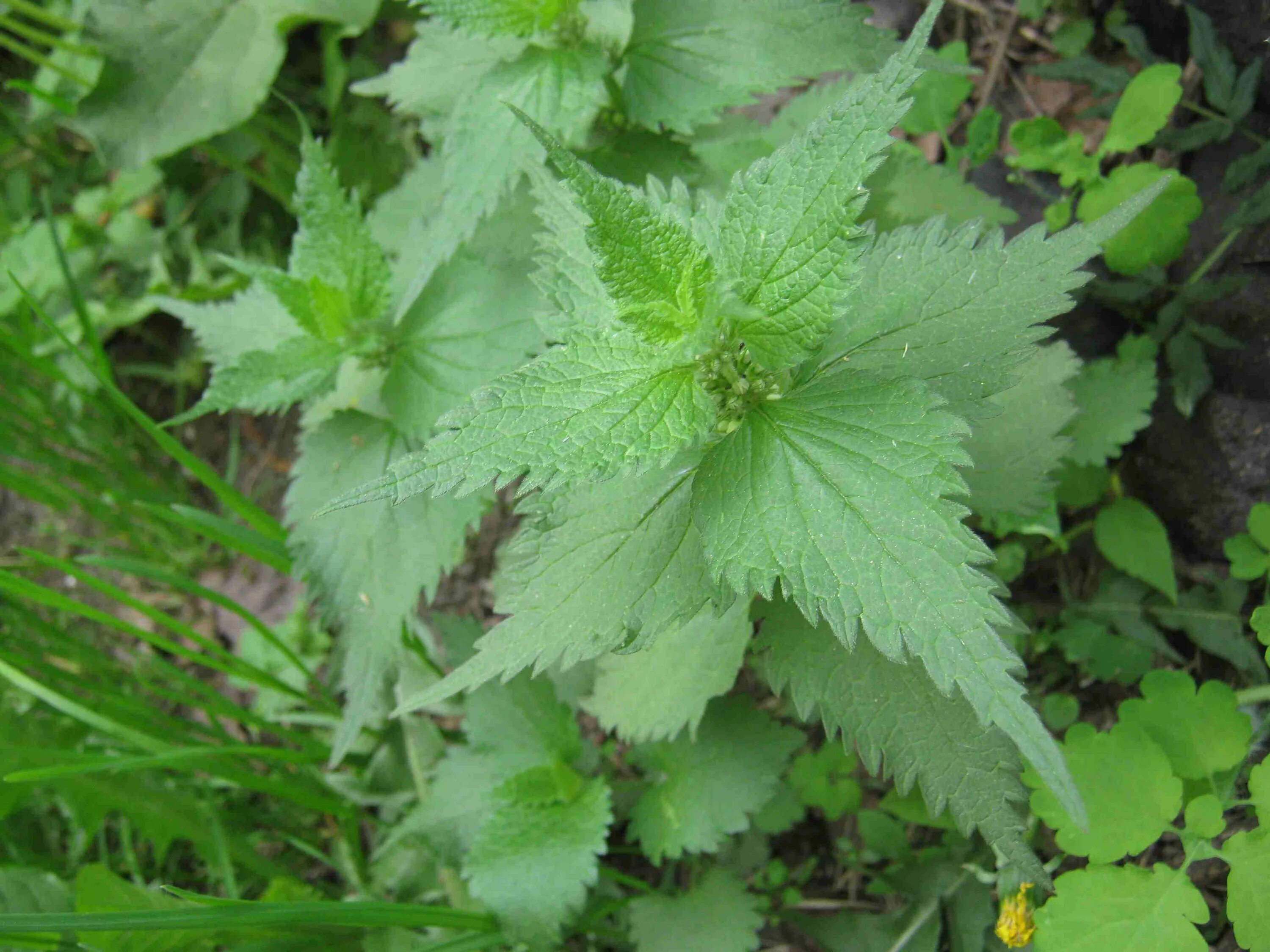 Крапива 18. Крапива жгучая (Urtica urens). Крапива двудомная. Крапива жабреелистная. Крапивы листья Красногорск двудомный.