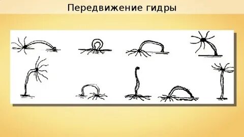 Пресноводная гидра передвигается при помощи