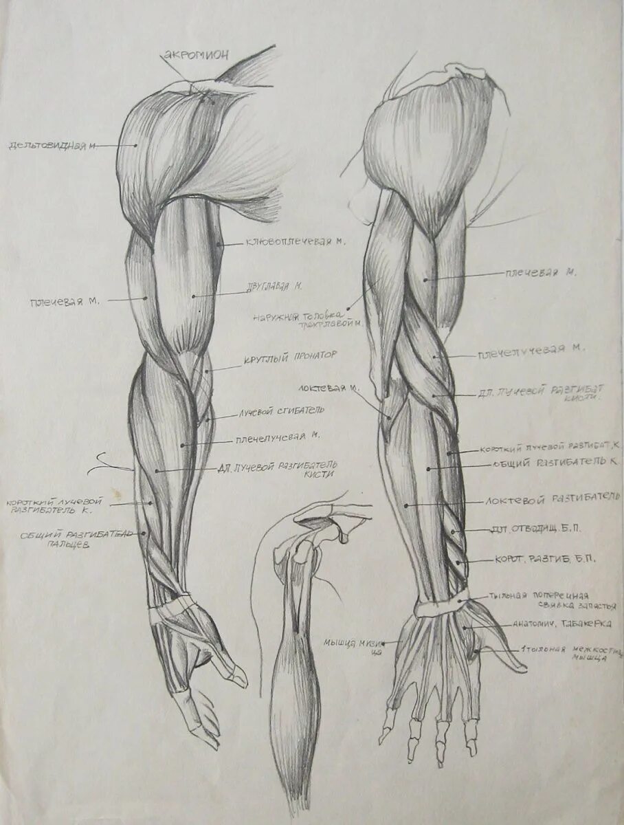 Мышцы руки анатомия человека. Баммес плечевой пояс мышцы. Мышцы верхних конечностей анатомия ладонь. Мышцы предплечья пластическая анатомия.
