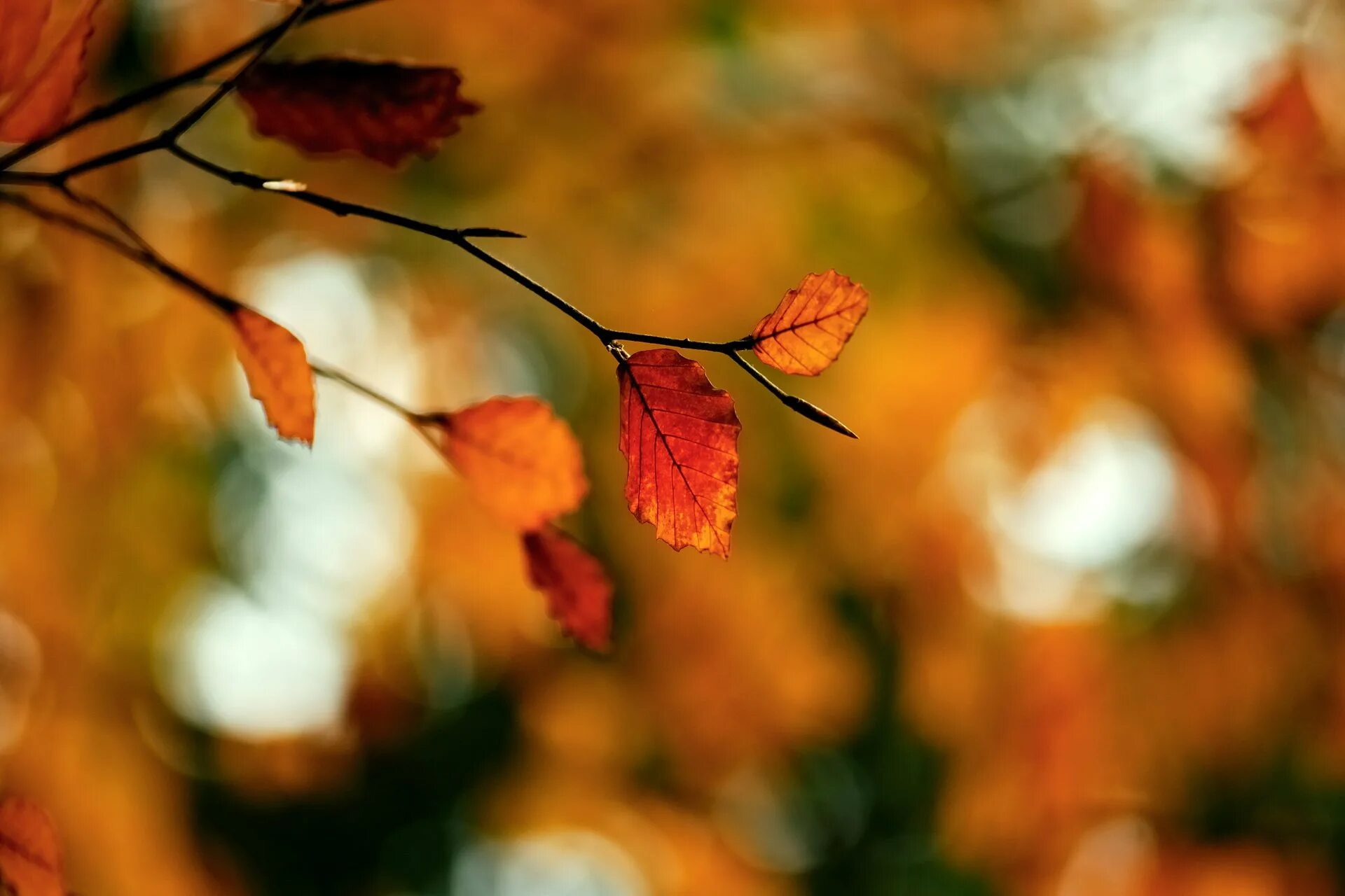 Даже самой теплой осенью листья. Осенний фон на рабочий стол. Осень макро. Осенний размытый фон. Осенние блики.