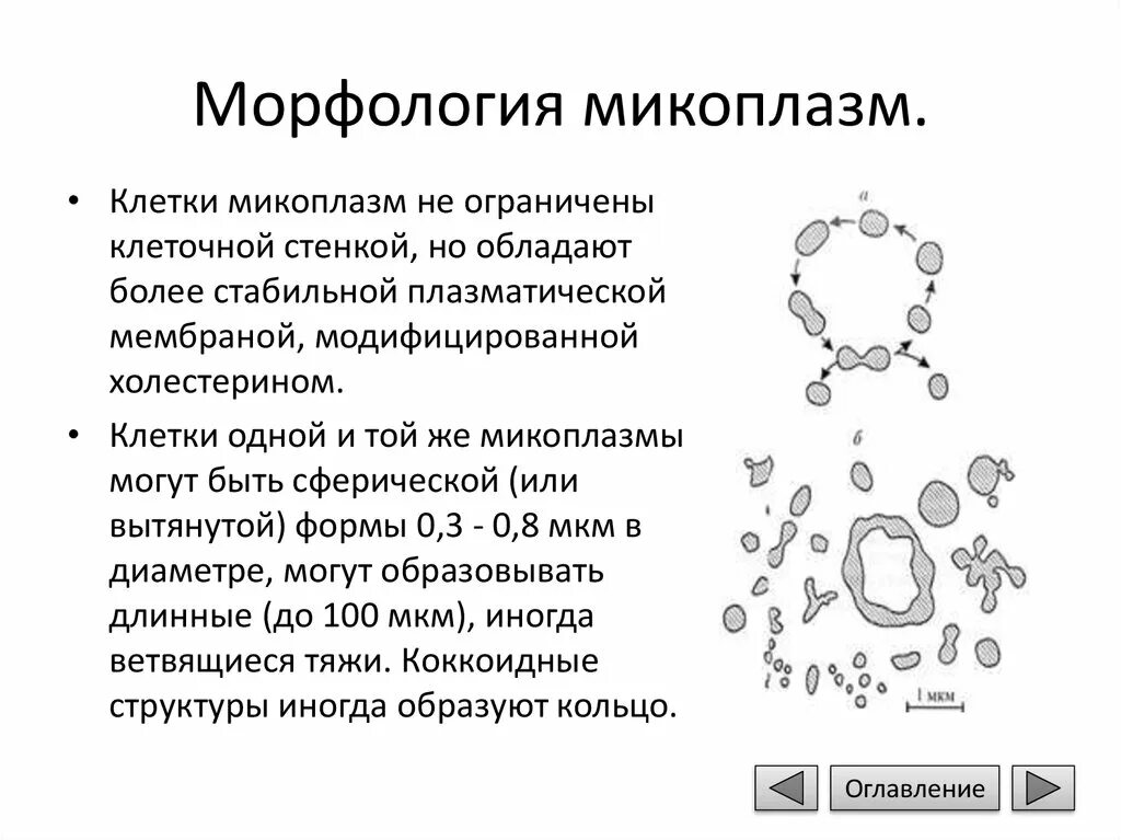 Chlamydia trachomatis mycoplasma genitalium. Схематическое строение клетки микоплазм. Морфология и строение микоплазм. Микоплазма микробиология строение. Морфология и ультраструктура микоплазм.