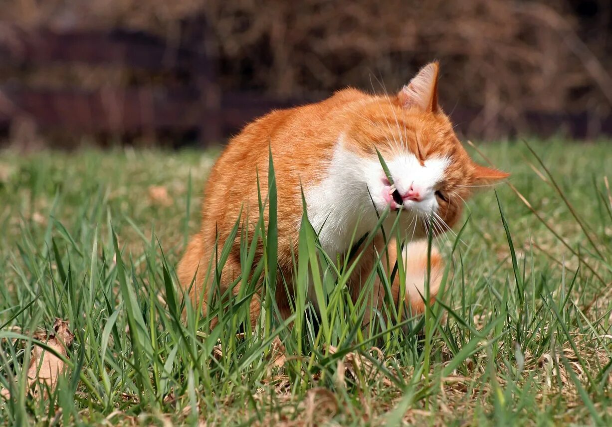 Как есть животное кошка. Кошка ест траву. Кот в траве. Трава которую едят кошки. Котенок ест траву.