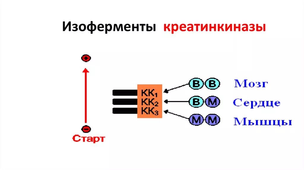 Кфк кк. Креатинфосфокиназа строение. Строение изоферментов биохимия. Креатинкиназа строение. Креатинкиназа характеристика биохимия.