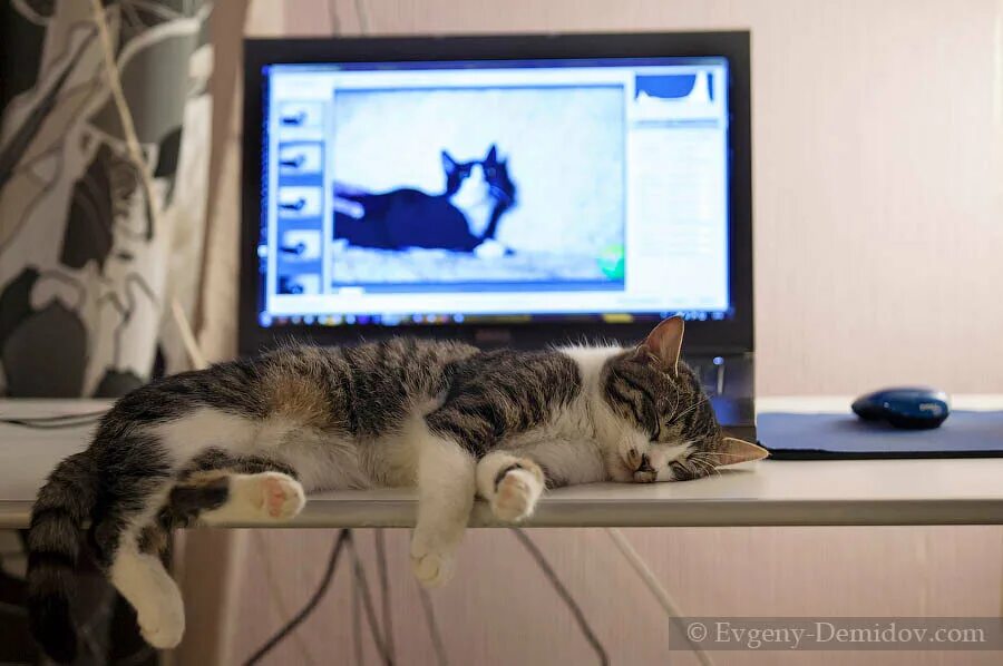 Мурчик и марсик. Сибирский кот марсик. Котенок марсик. Кот дома марсик и васька. Кот дома марсик.