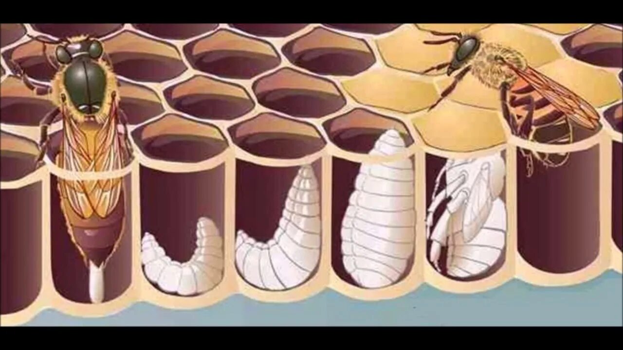Матка пчелы откладывает яйца. Эволюция личинки пчелы. Стадии личинки пчелы. Стадии развития личинки пчелы.