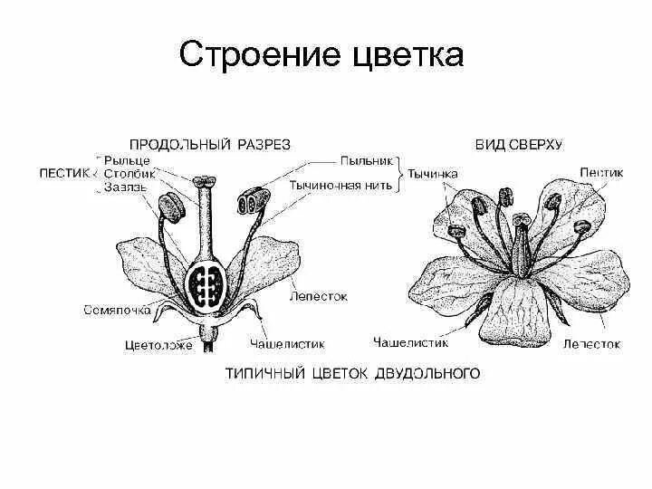 Какого строение цветка. Какого строение цветка