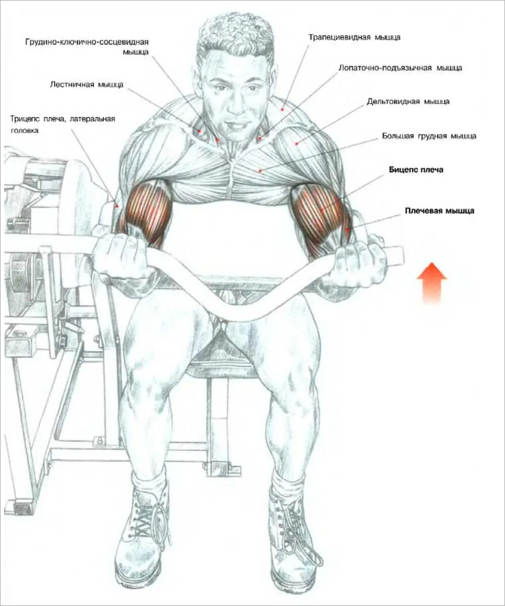 Махи гирей мышцы спины. Занятия для качания мышц рук. Мистер квадрицепс. Тренировка дельтовидных мышц гантелями. Упражнение махи гирей.