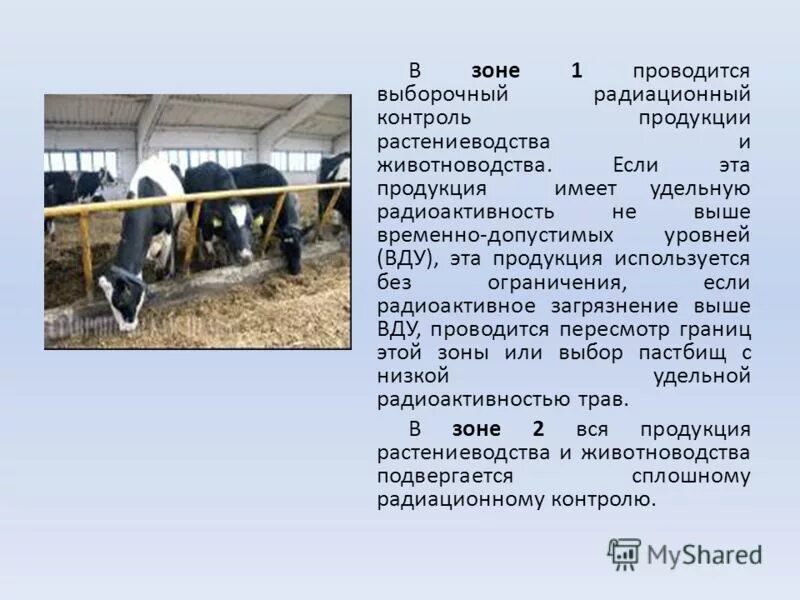 Зона выборочного радиационного контроля. Контроль продукции животноводства. Ведение животноводства на радиоактивной территории. Ведение животноводства на загрязненной территории.