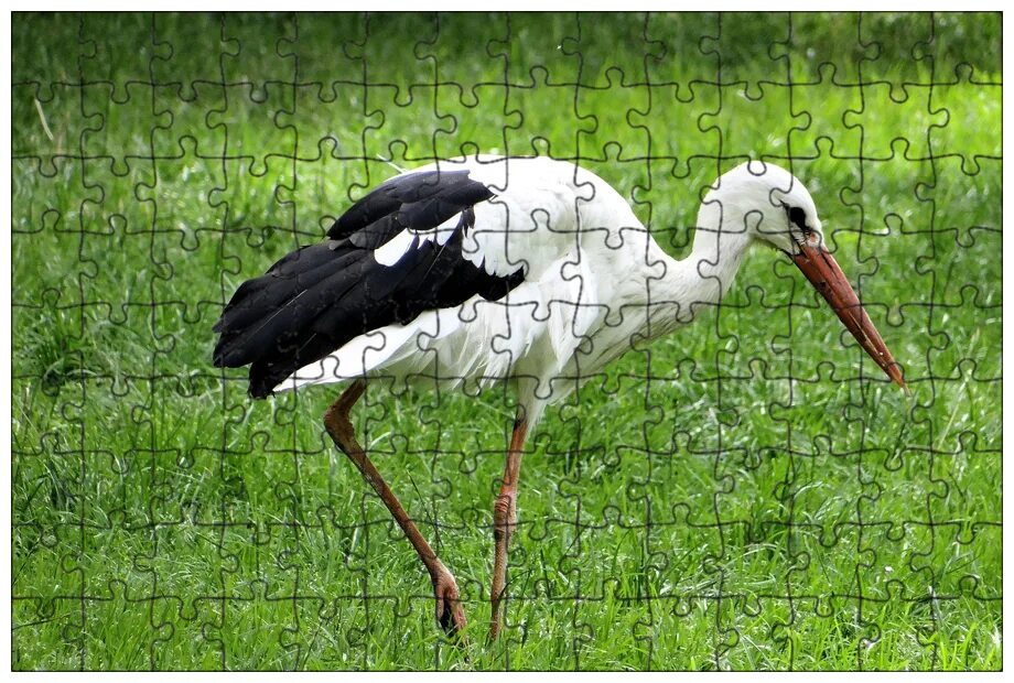 Белый аист 3. Ciconia ciconia. белый аист. белый аист самец. белый аист нижегородская область.