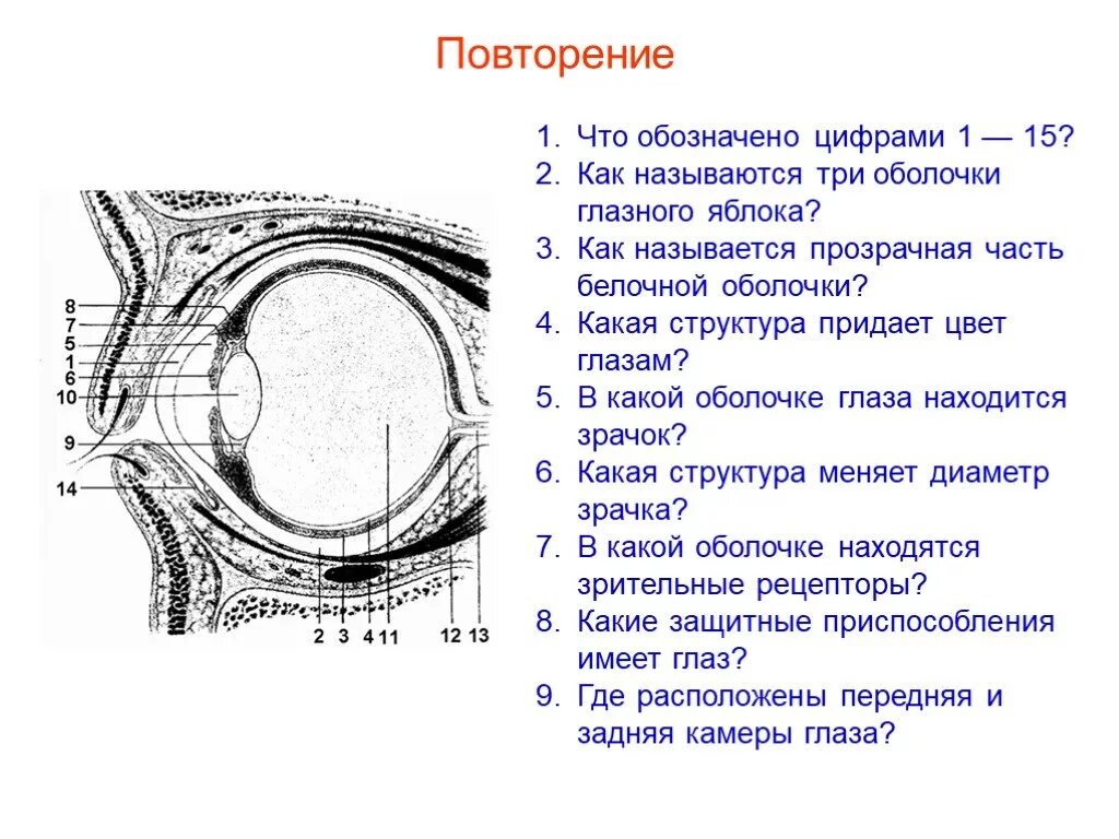 Белочная оболочка глаза прозрачна отметьте верные. Белочная оболочка строение. Прозрачная часть белочной оболочки глаза называется. Белочная оболочка глазного яблока. Строение глаза под цифрами.