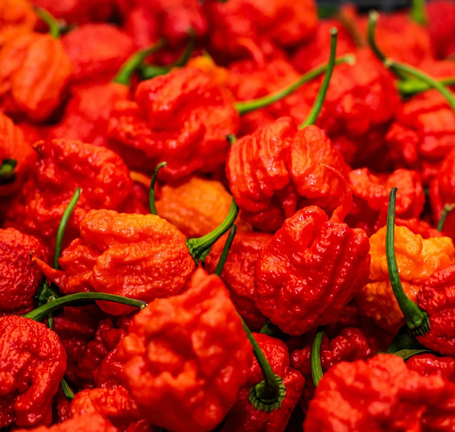 Самая острая страна в мире. Острая еда. Перец carolina reaper. Самые острые крылышки. Острая еда.