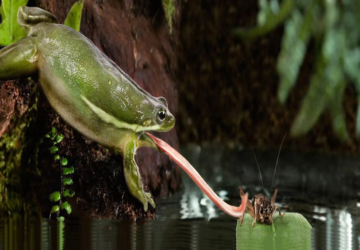 Включи земноводный. Лягушка кураре. Хищная лягушка. Жаба с длинным языком. Лягушка Пресноводная.