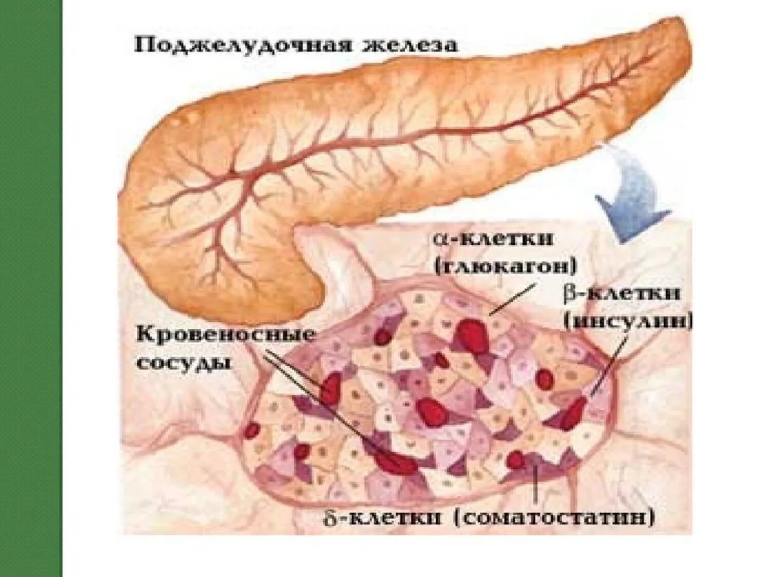 Эндокринные клетки островков лангерганса. Поджелудочная железа островки Лангерганса гормоны. Островковая ткань поджелудочной железы. Островки Лангерганса поджелудочной железы гистология. Островки Лангерганса поджелудочной железы секретируют.